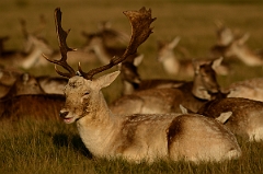 David Plant Photography - Wildlife Photography - Fallow deer - A